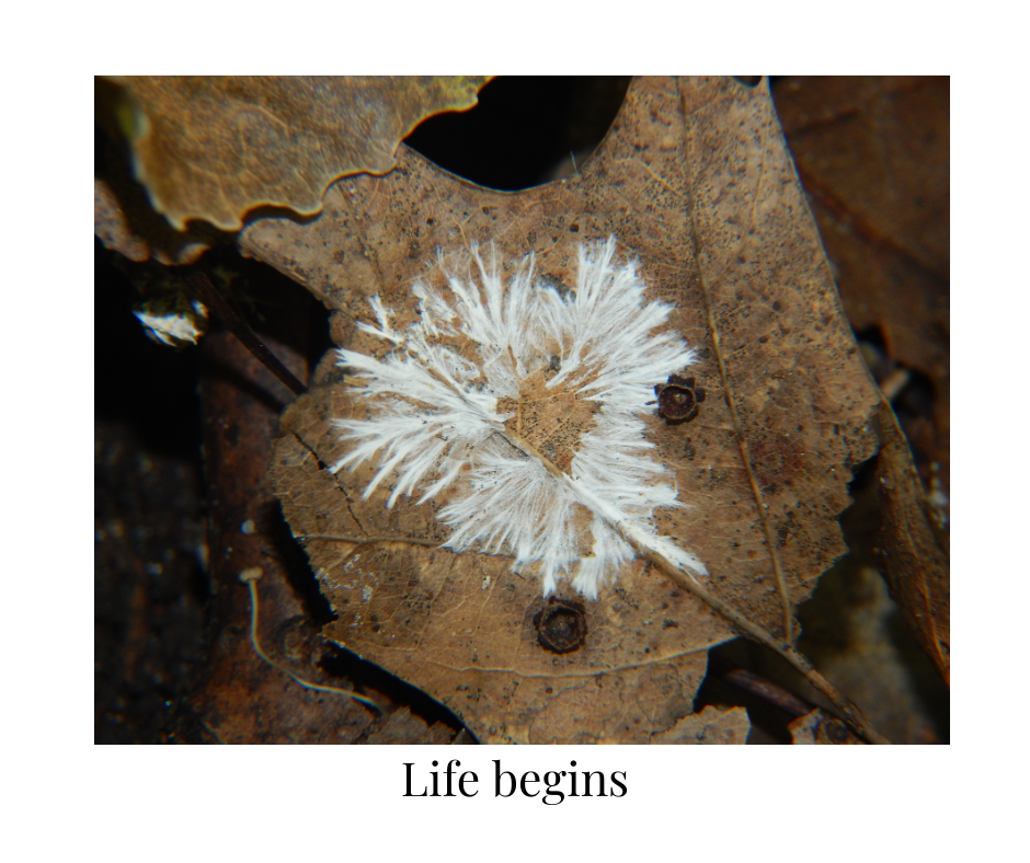 Lake Macquarie 4th June 6-7.30 pm The Mycelium Solution – Mushrooms, Sustainability & Community