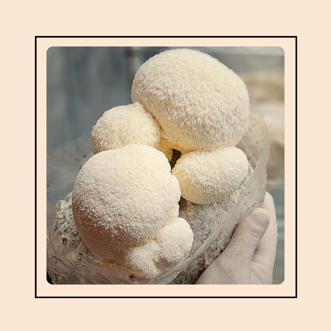 Mushroom Grow Kit - Lion's Mane