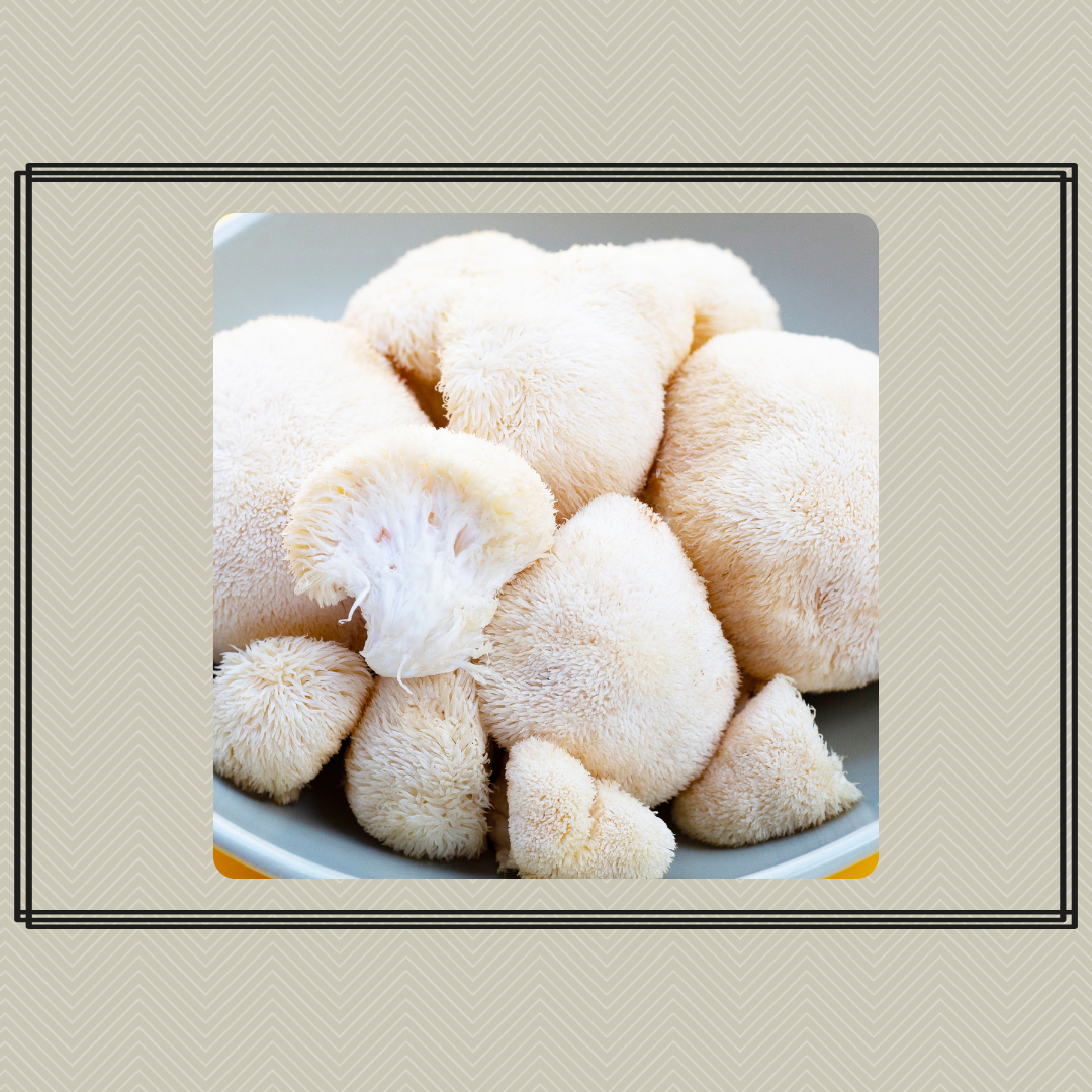 Mushroom Grow Kit - Lion's Mane