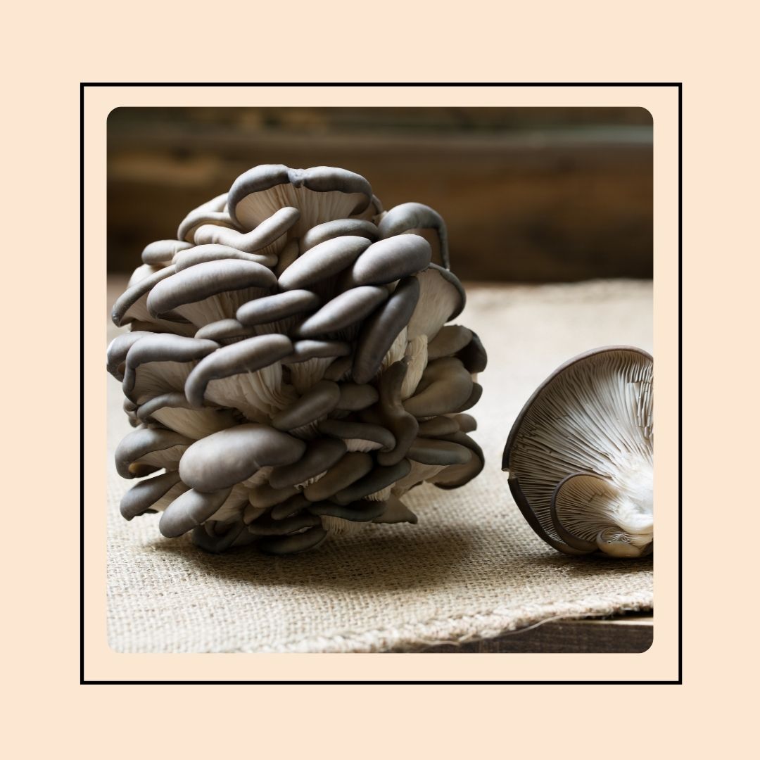 Mushroom Grow Kit - Blue Oyster