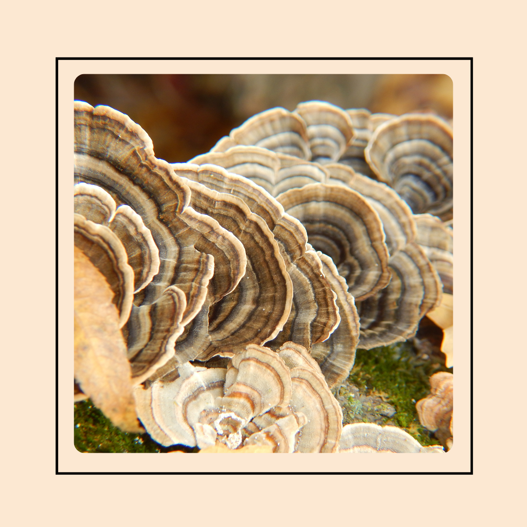 Mushroom Grow Kit - Turkey Tail