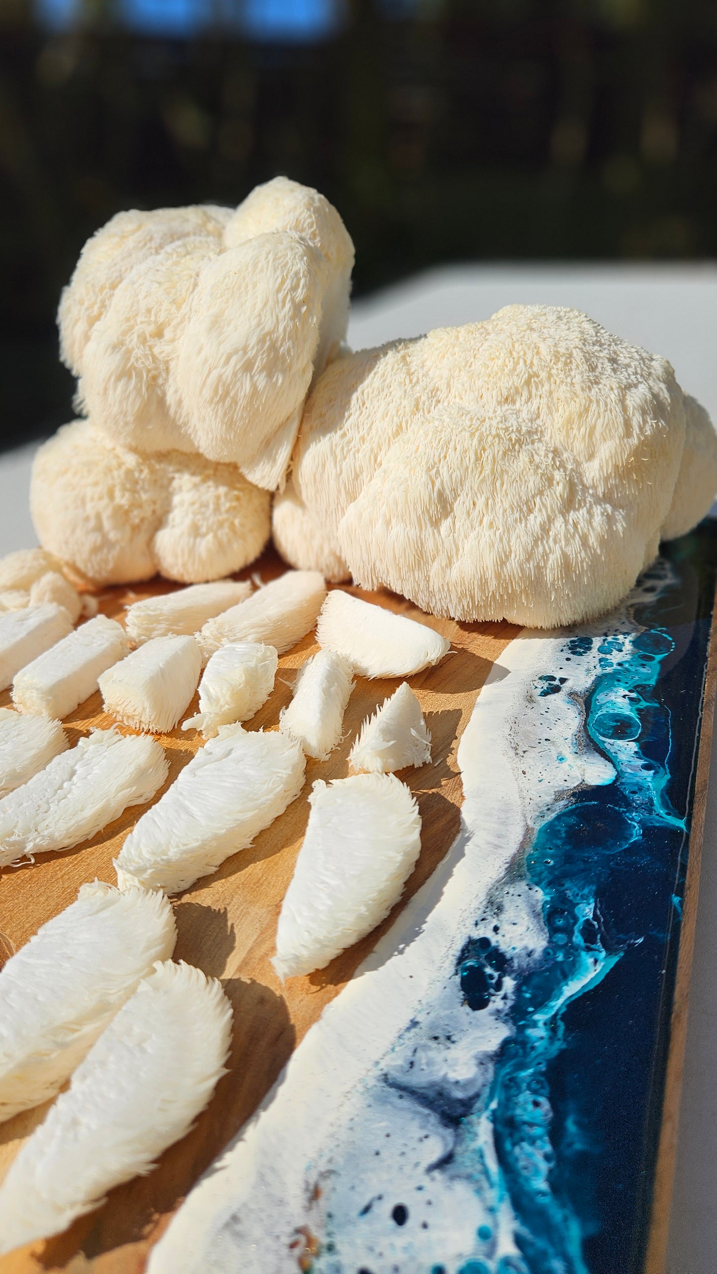 Lake Macquarie 6th August 6-7.30pm The Mycelium Solution – Mushrooms, Sustainability &amp; Community