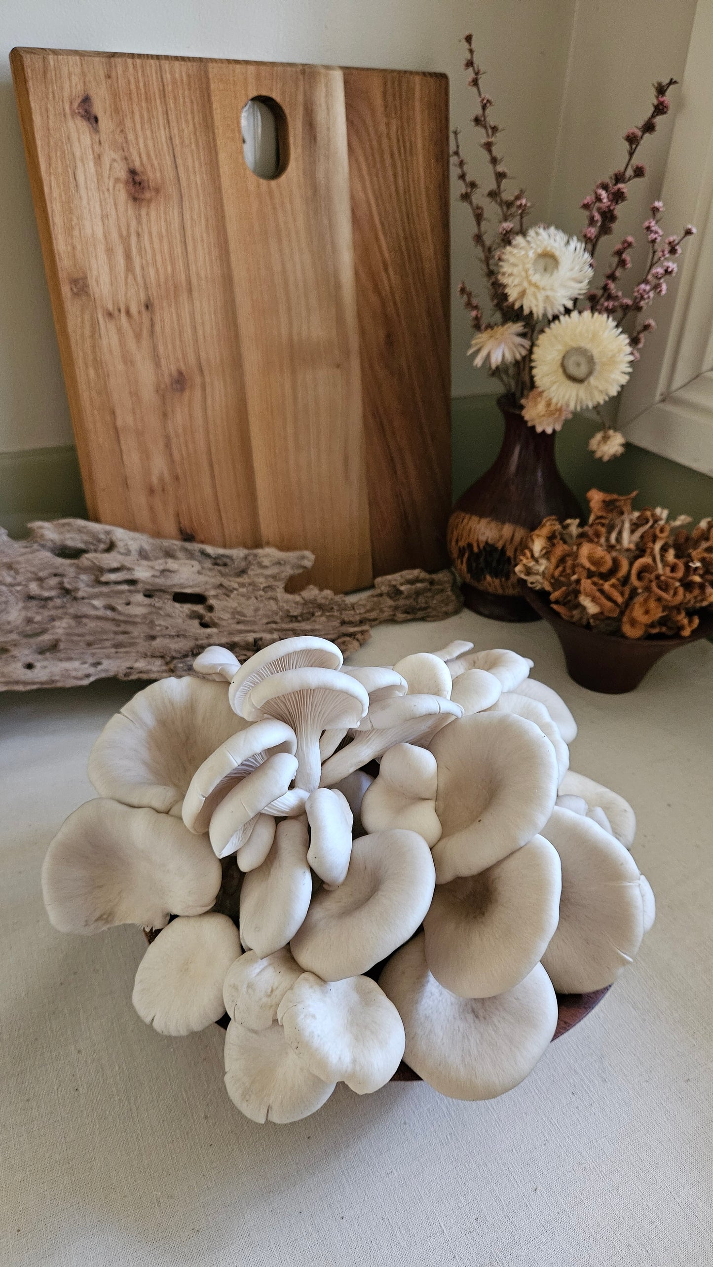 Lake Macquarie 4th June 6-7.30 pm The Mycelium Solution – Mushrooms, Sustainability &amp; Community