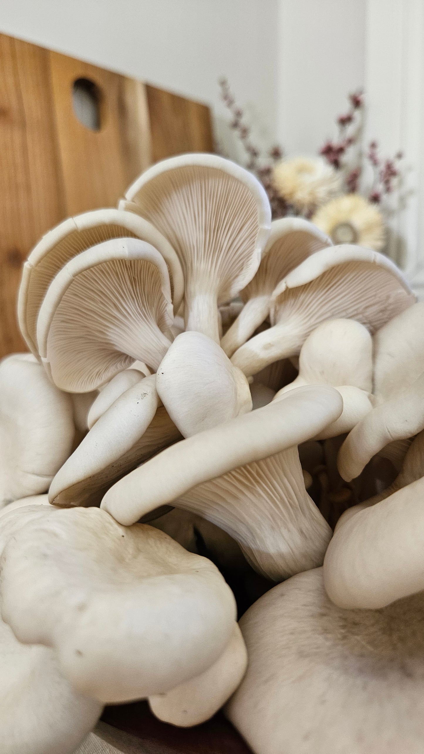 Lake Macquarie 6th August 6-7.30pm The Mycelium Solution – Mushrooms, Sustainability &amp; Community