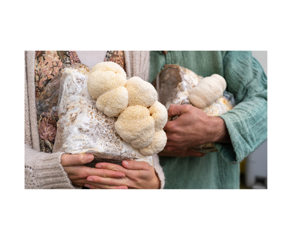 Lake Macquarie 4th June 6-7.30 pm The Mycelium Solution – Mushrooms, Sustainability &amp; Community