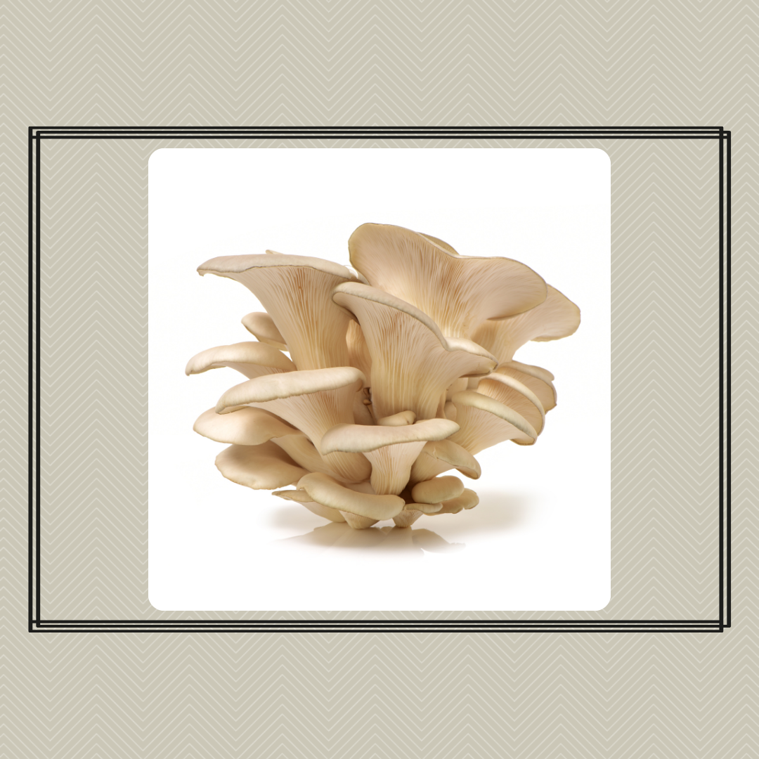 Mushroom Grow Kit - Winter White Oyster
