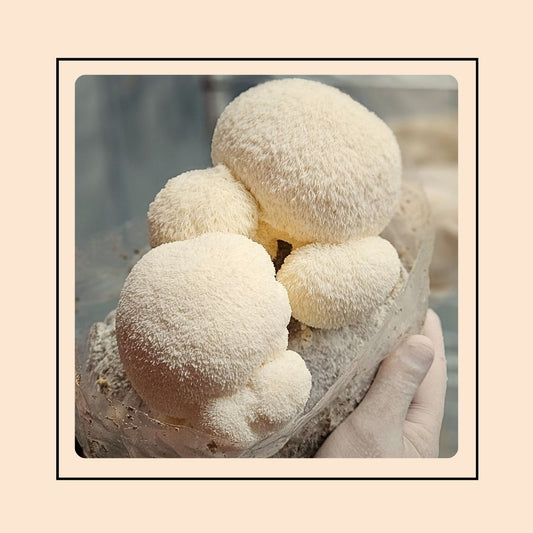 Mushroom Grow Kit - Lion's Mane