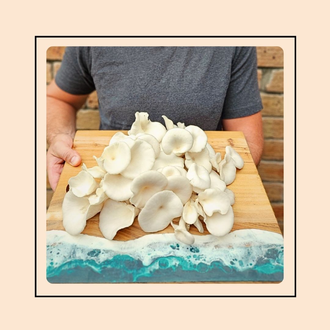 Mushroom Grow Kit - Winter White Oyster