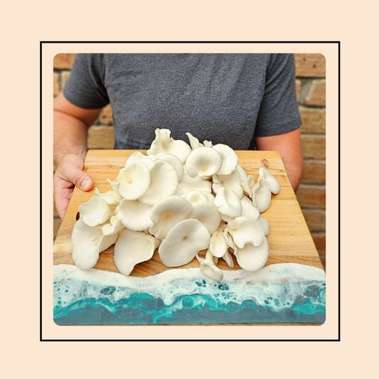 Mushroom Grow Kit - Winter White Oyster