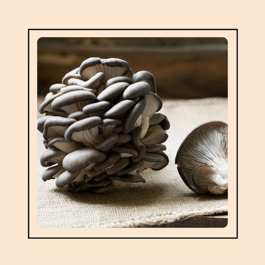 Mushroom Grow Kit - Blue Oyster