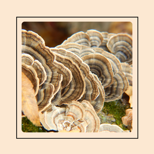 Mushroom Grow Kit - Turkey Tail