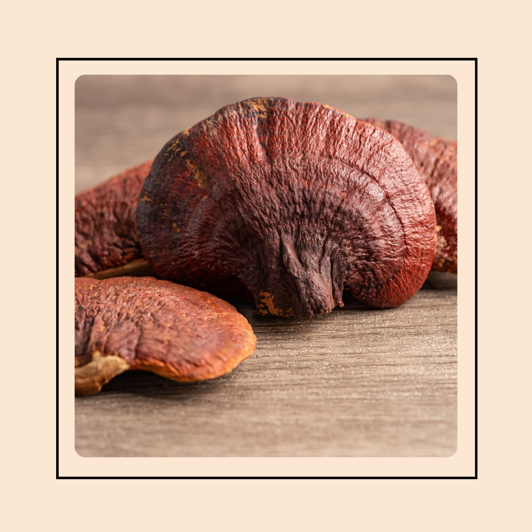 Mushroom Grow Kit - Reishi