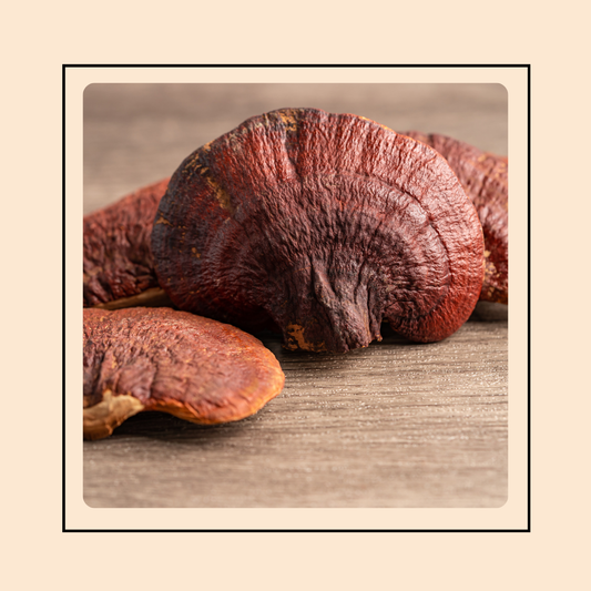 Mushroom Grow Kit - Reishi