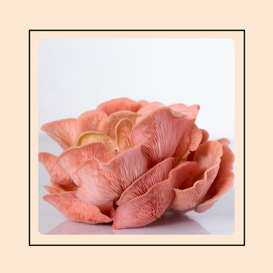 Mushroom Grow Kit - Pink Oyster