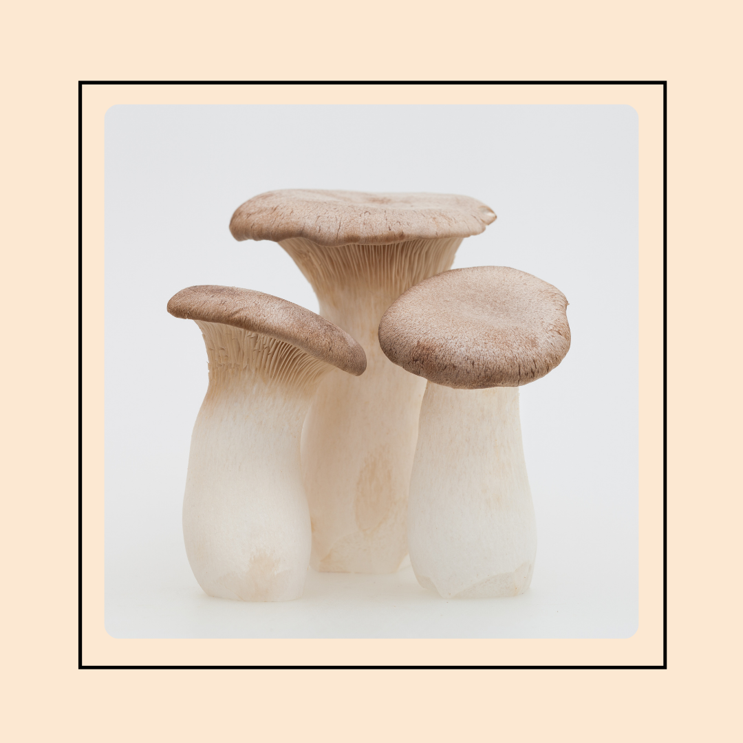 Mushroom Grow Kits - King Oyster