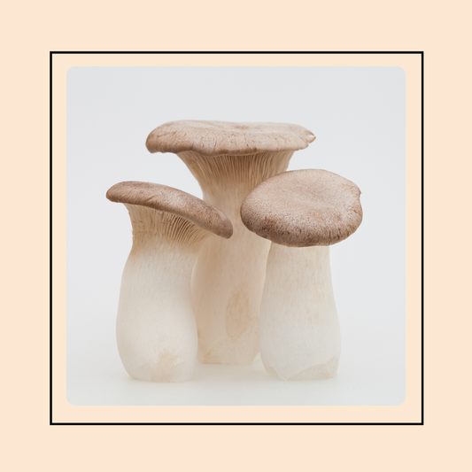 Mushroom Grow Kits - King Oyster