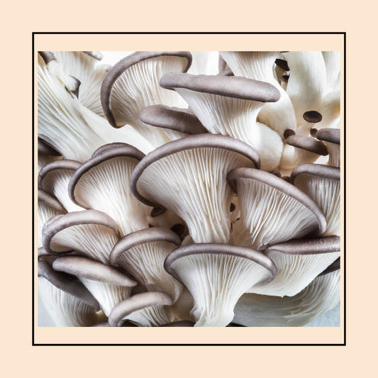 Mushroom Grow Kit - Pearl Giant Oyster